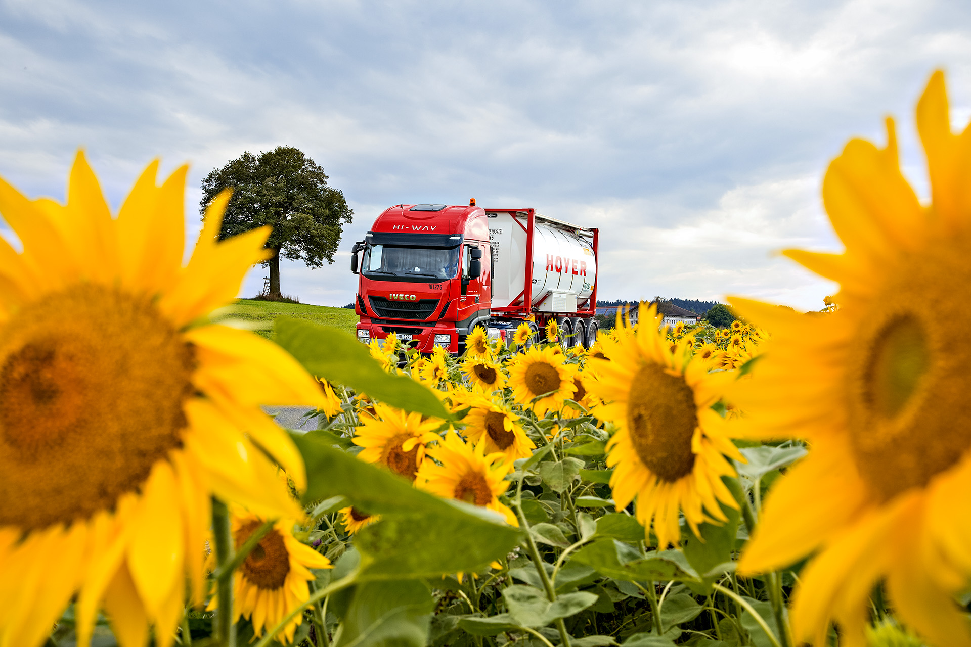 weißer HOYER Lkw mit Lebensmittel Tankcontainer hinter Sonnenblumen 